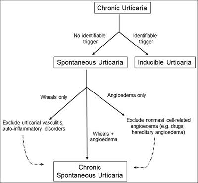 Autoimmune Theories of Chronic Spontaneous <mark class="highlighted">Urticaria</mark>